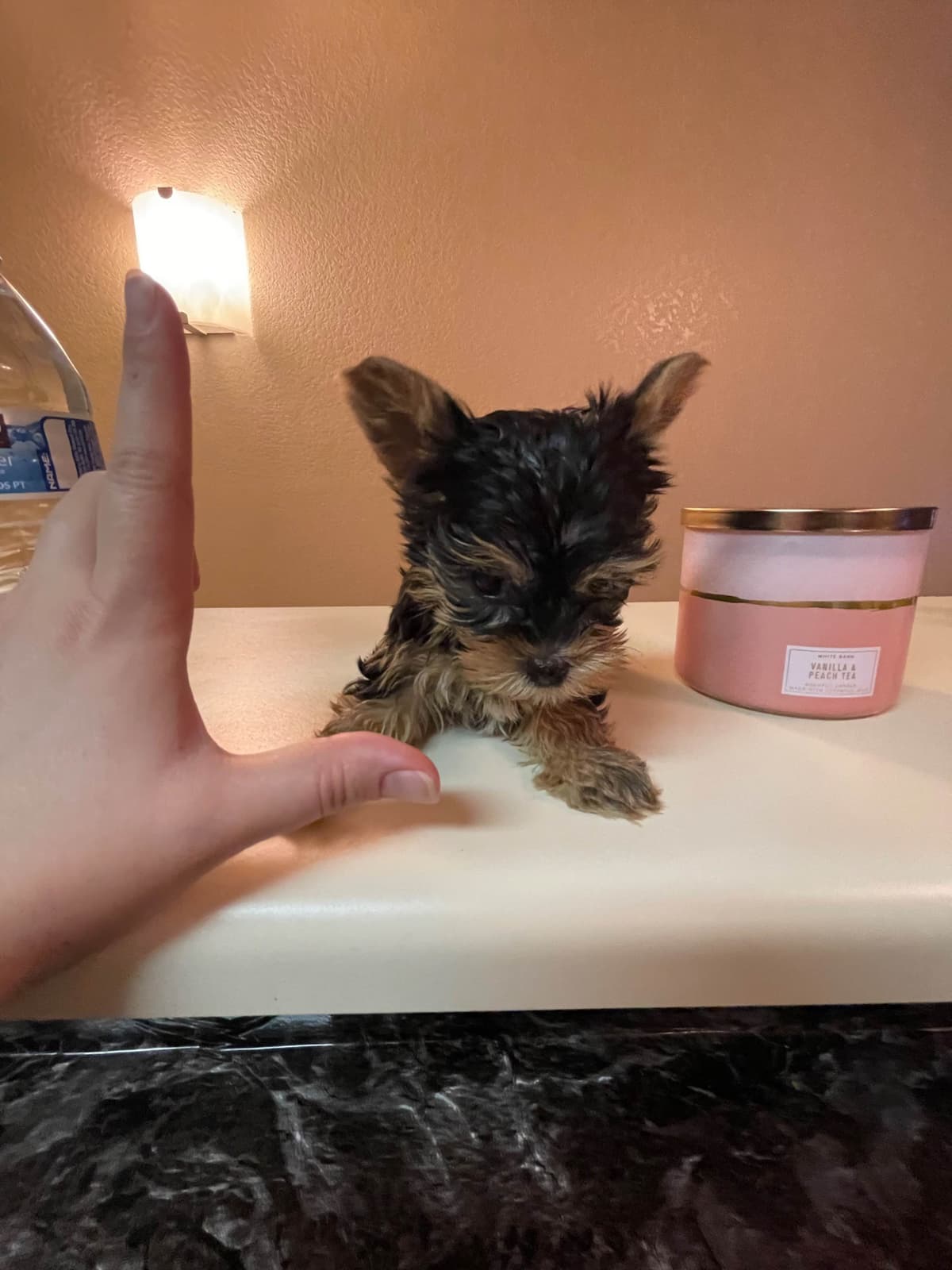Yorkshire Terrier Puppies breeder image 2