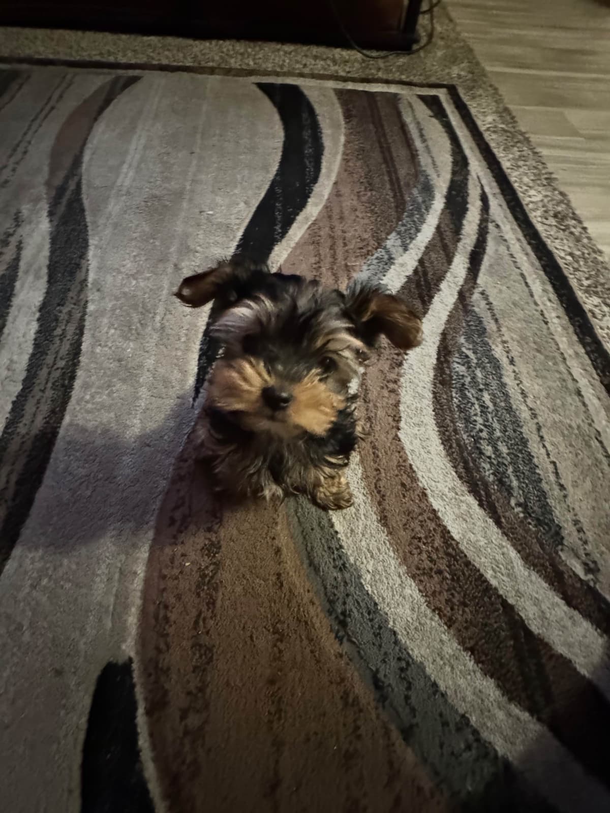 Yorkshire Terrier Puppies breeder image 3