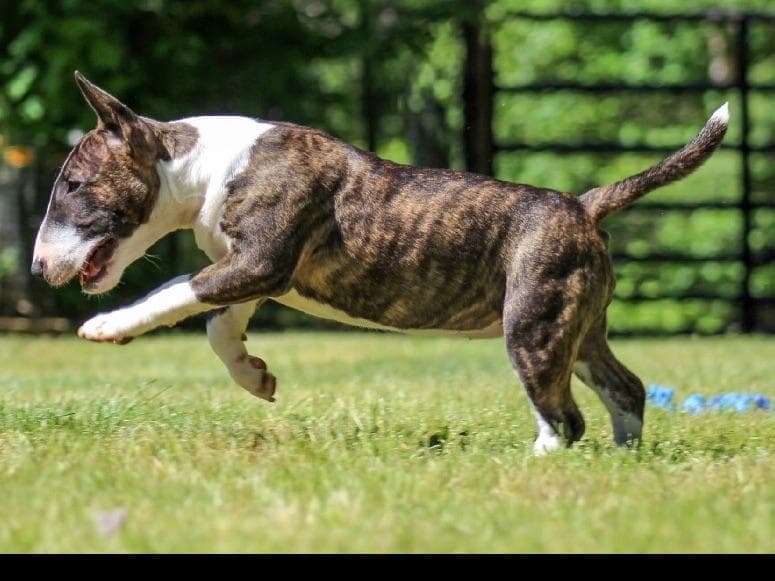 Miniature Bull Terrier Puppies breeder image 14