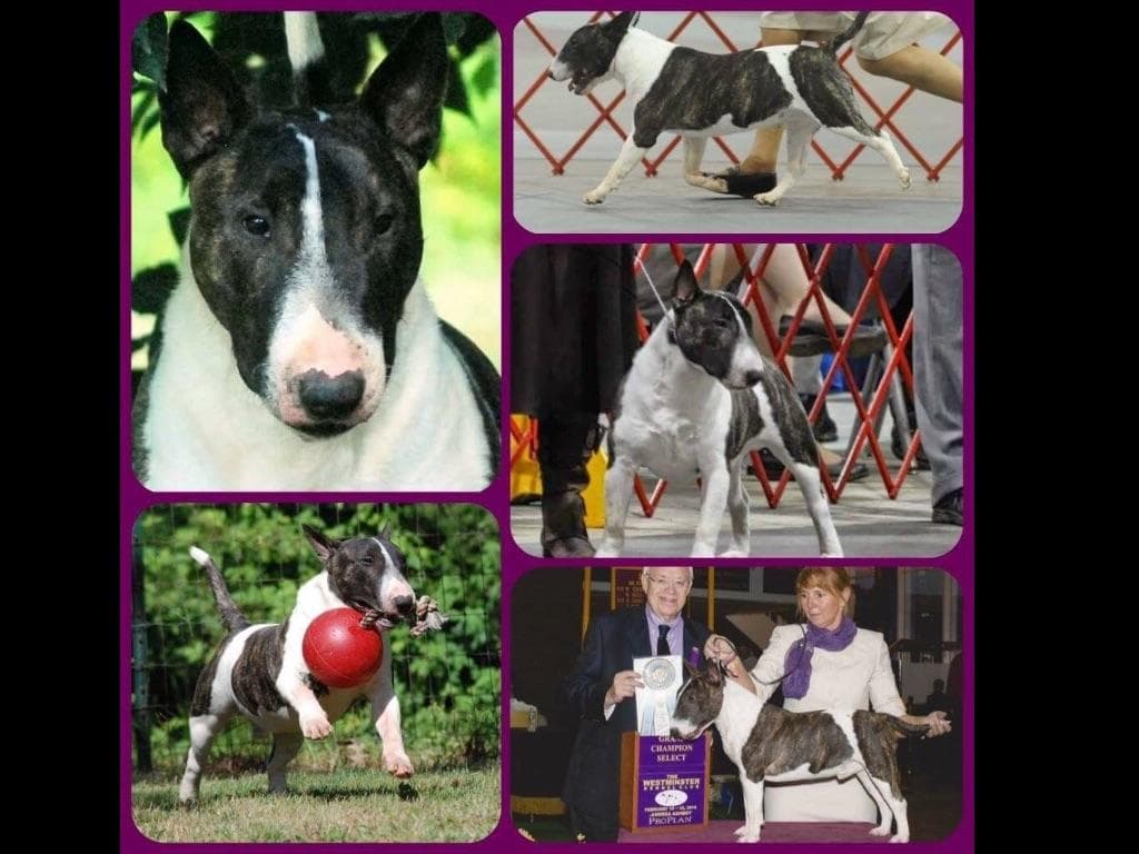 Miniature Bull Terrier Puppies breeder image 8