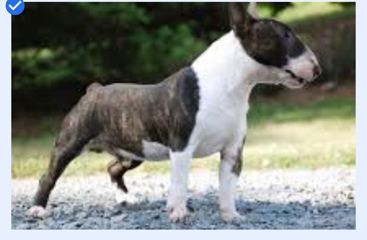 Miniature Bull Terrier Puppies breeder image 17