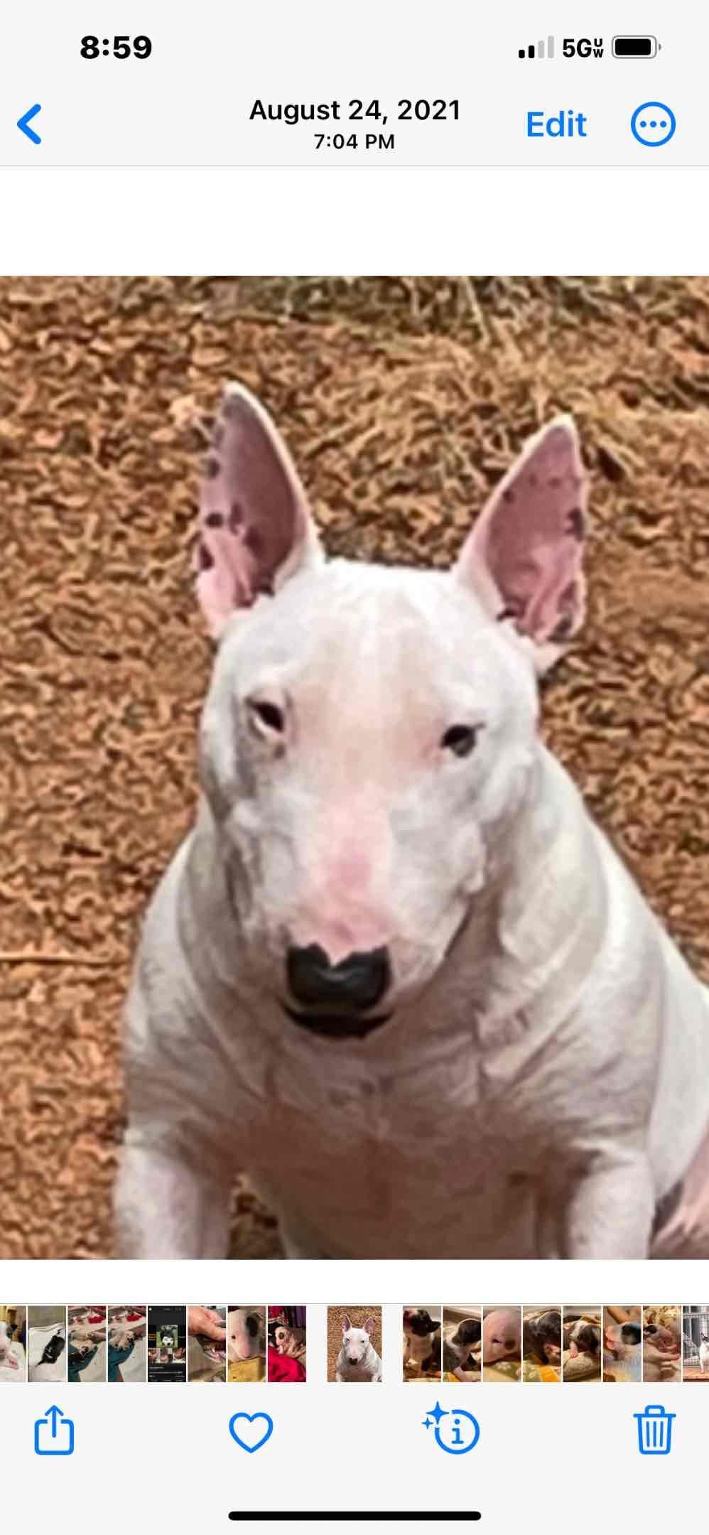Miniature Bull Terrier Puppies breeder image 18