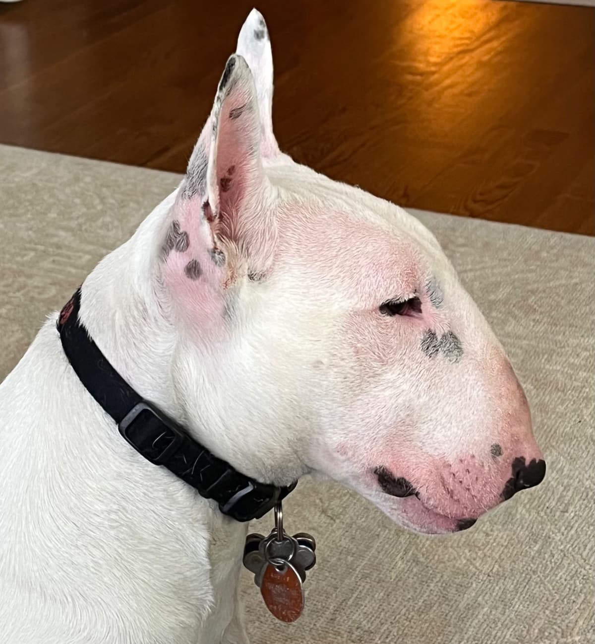 Miniature Bull Terrier Puppies breeder image 19
