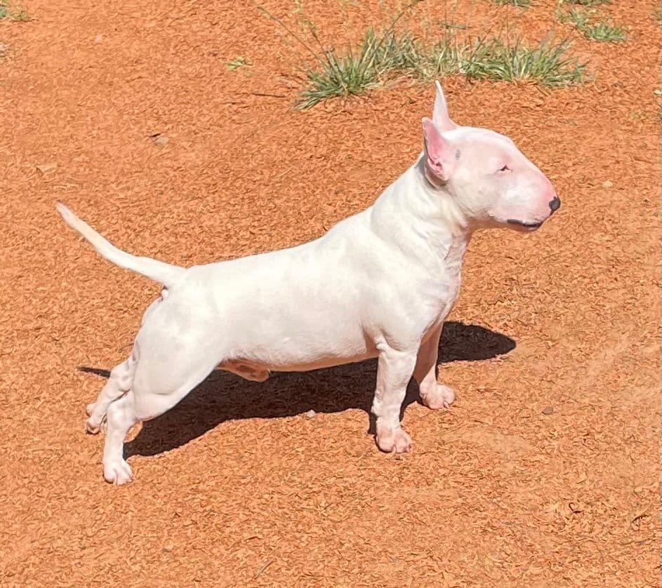 Miniature Bull Terrier Puppies breeder image 23