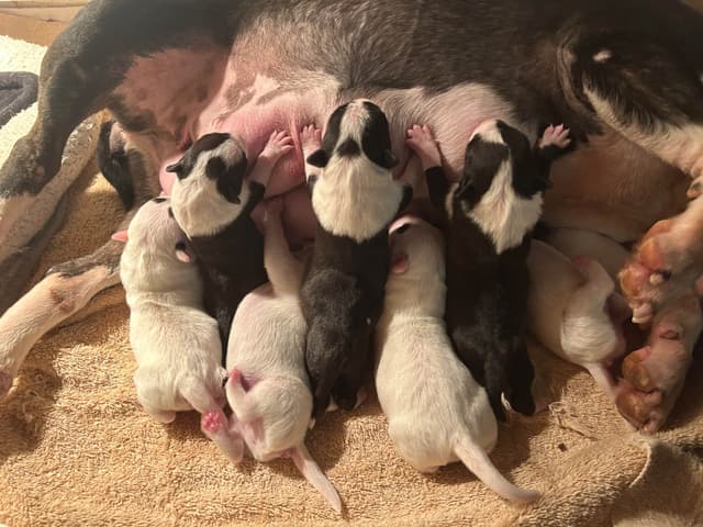 Miniature Bull Terrier Puppies media 8