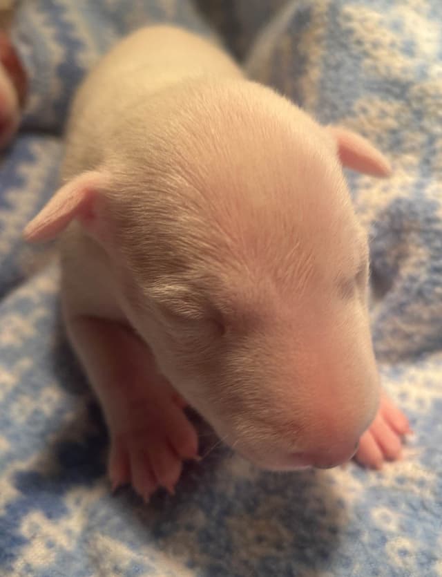 Miniature Bull Terrier Puppies media 2