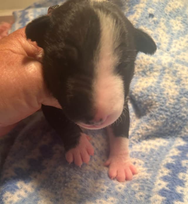 Miniature Bull Terrier Puppies media 3