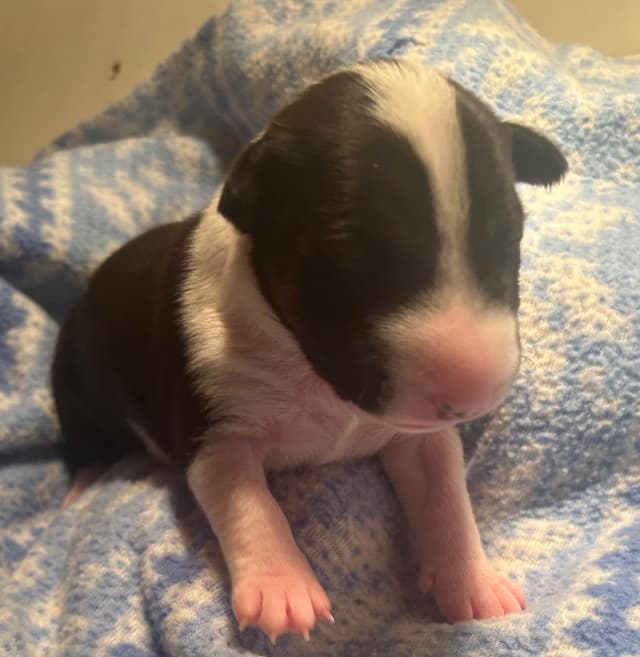 Miniature Bull Terrier Puppies media 4