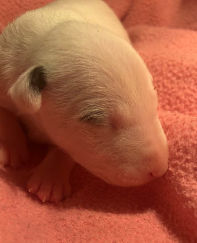 Miniature Bull Terrier Puppies media 6