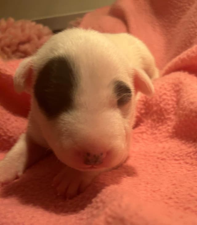 Miniature Bull Terrier Puppies media 5
