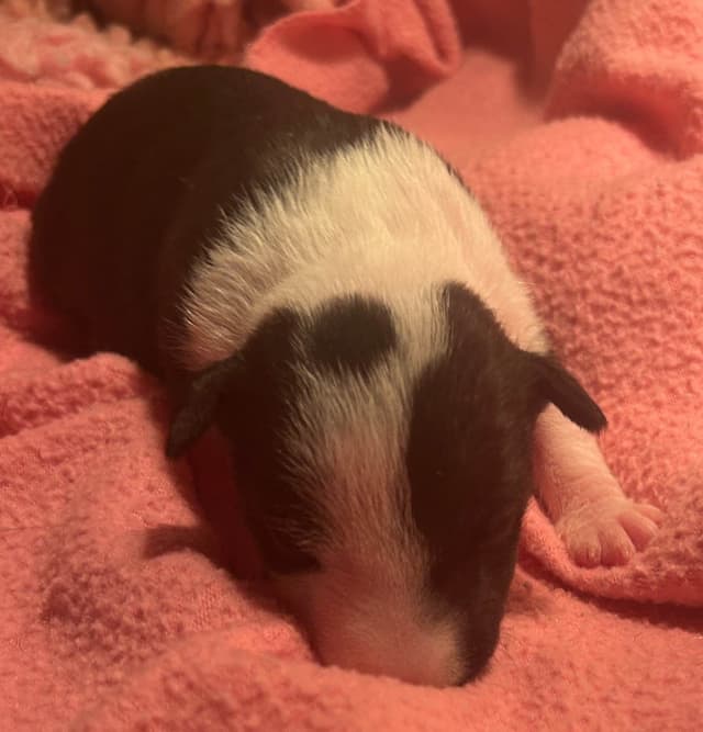 Miniature Bull Terrier Puppies media 7