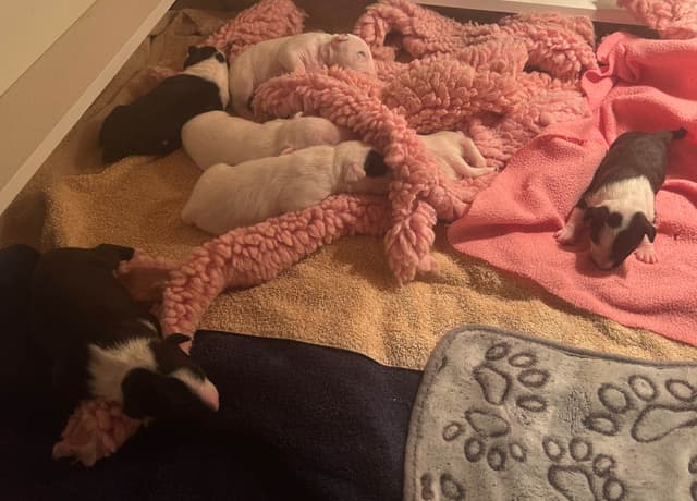 Miniature Bull Terrier Puppies media 9