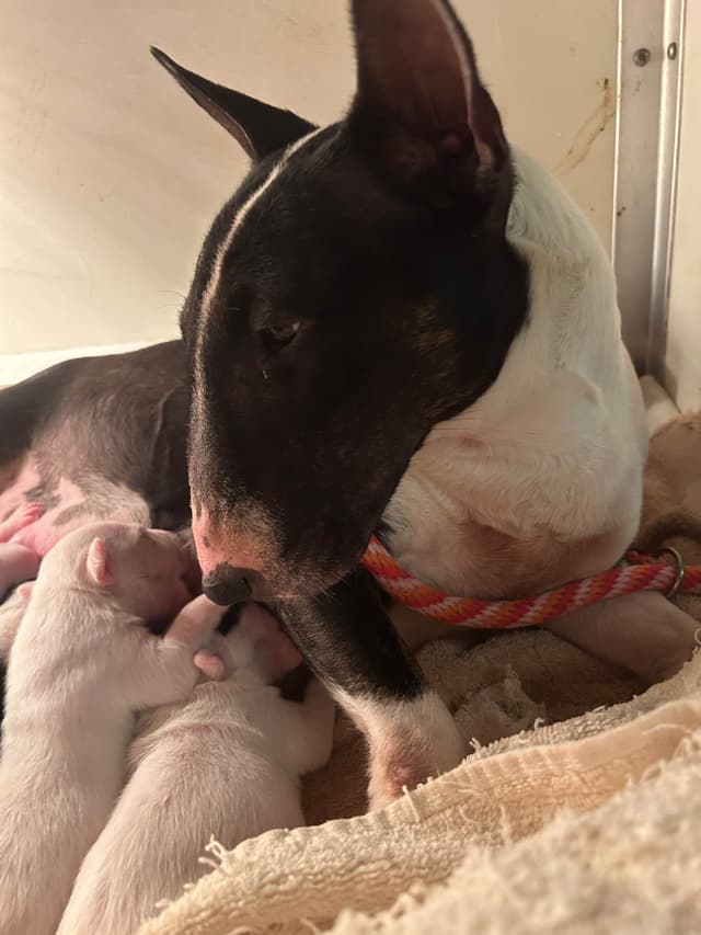 Miniature Bull Terrier Puppies media 10