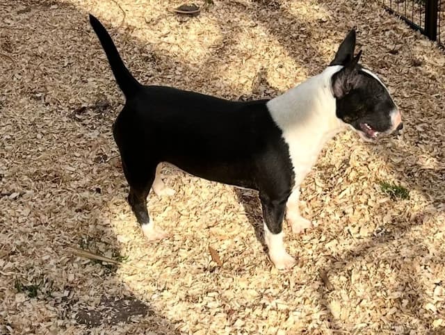 Miniature Bull Terrier Puppies media 11