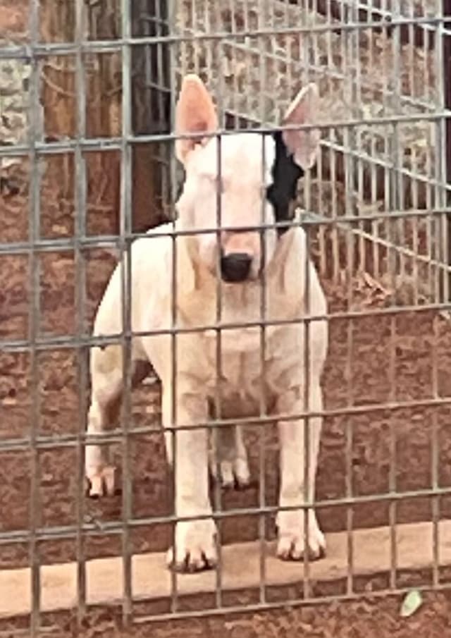 Miniature Bull Terrier Puppies media 12
