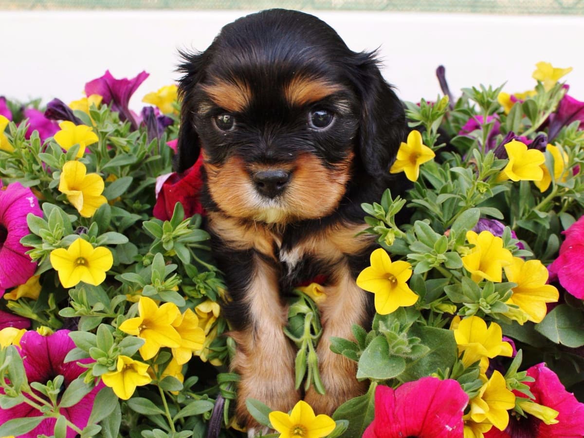 Cavalier King Charles Spaniel Puppies breeder image 3