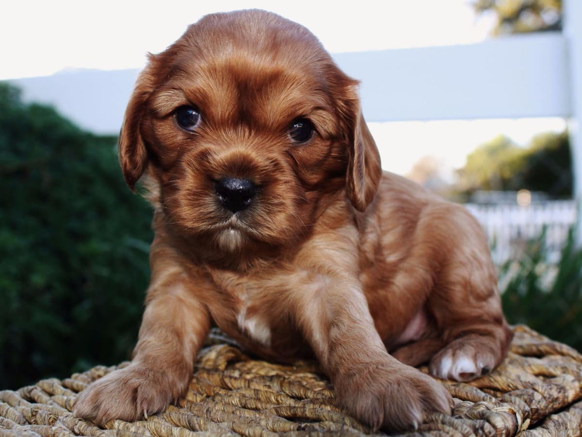 Cavalier King Charles Spaniel Puppies breeder image 4