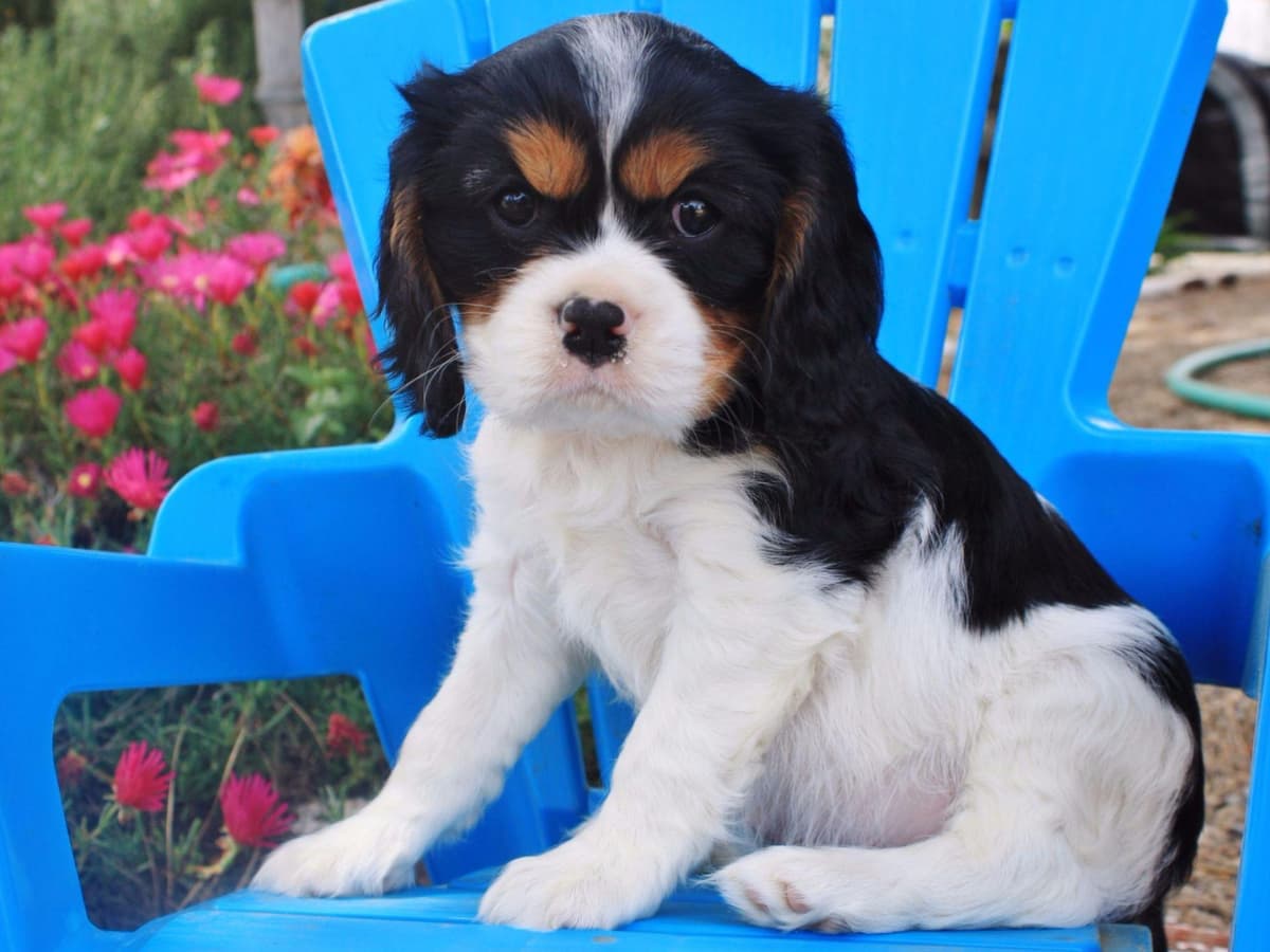 Cavalier King Charles Spaniel Puppies breeder image 5