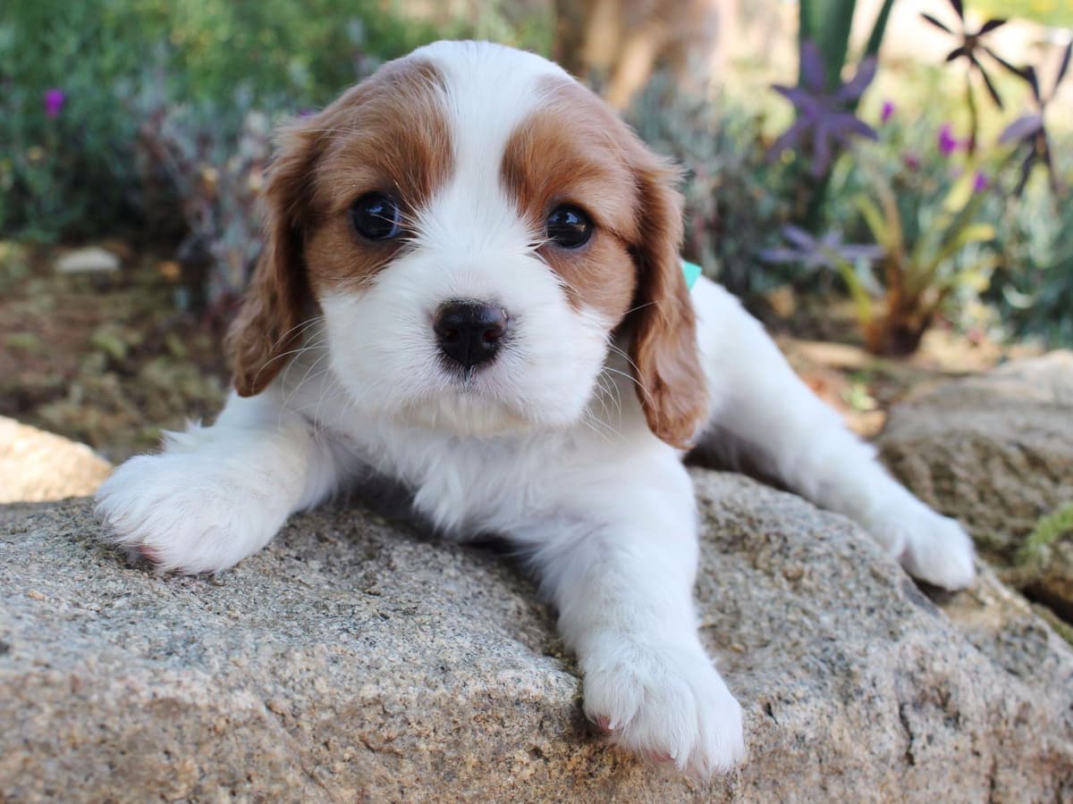 Cavalier King Charles Spaniel Puppies breeder image 6