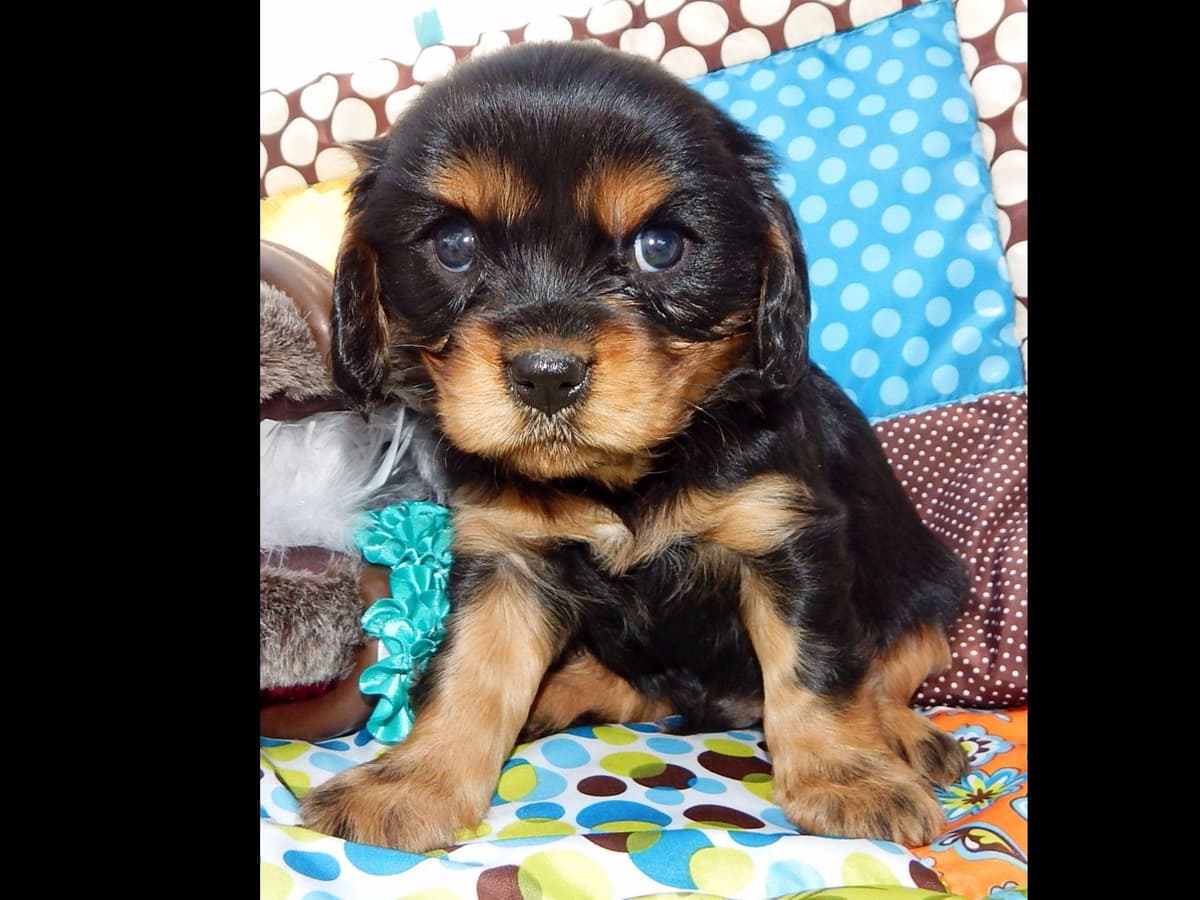 Cavalier King Charles Spaniel Puppies breeder image 10