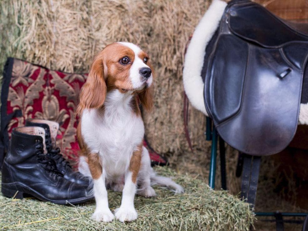 Cavalier King Charles Spaniel Puppies breeder image 13