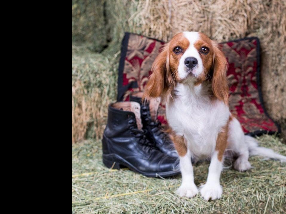 Cavalier King Charles Spaniel Puppies breeder image 14