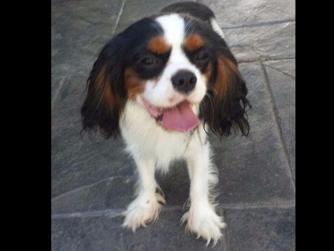 Cavalier King Charles Spaniel Puppies breeder image 17