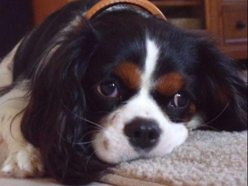 Cavalier King Charles Spaniel Puppies breeder image 18