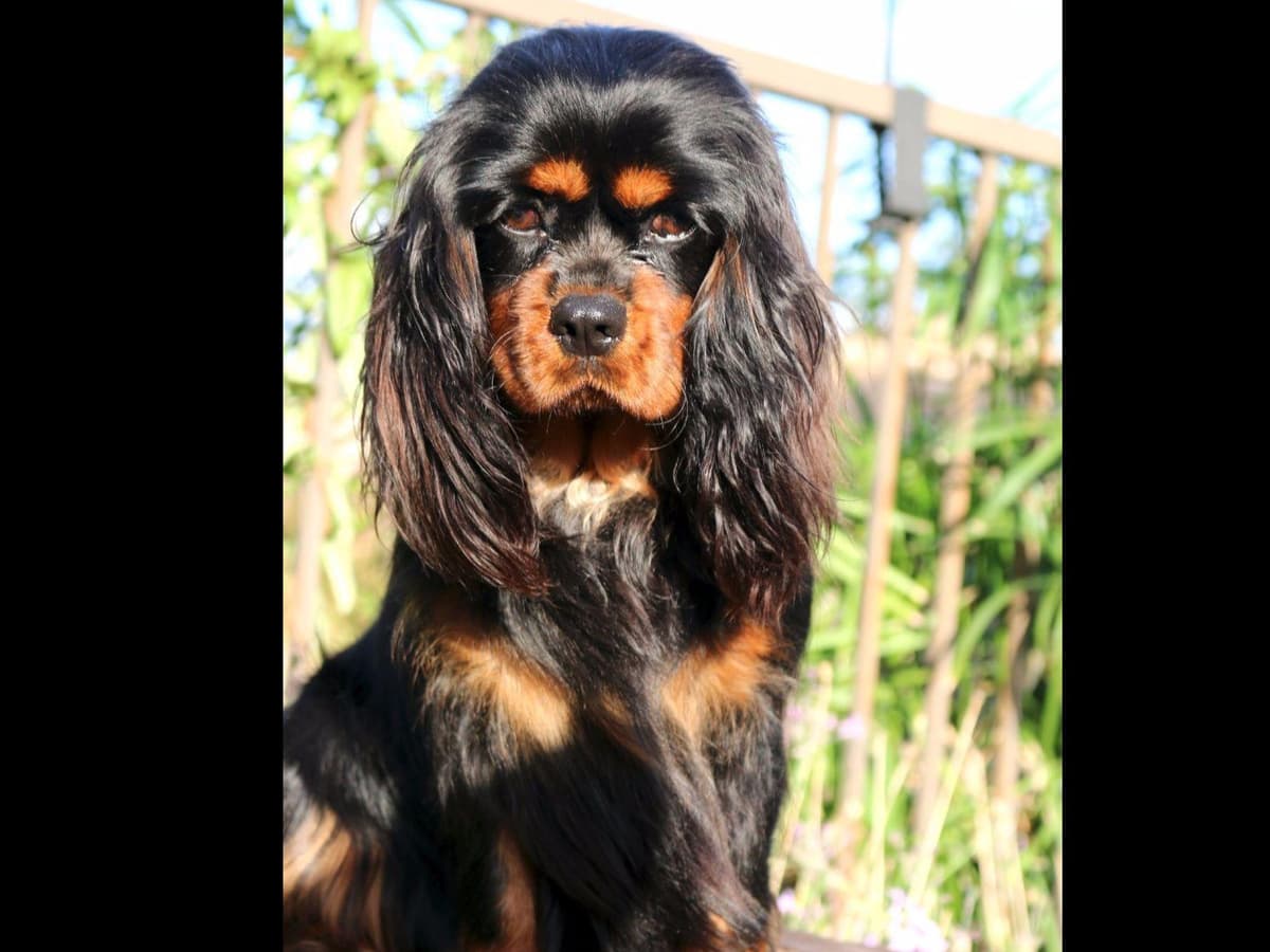 Cavalier King Charles Spaniel Puppies breeder image 21