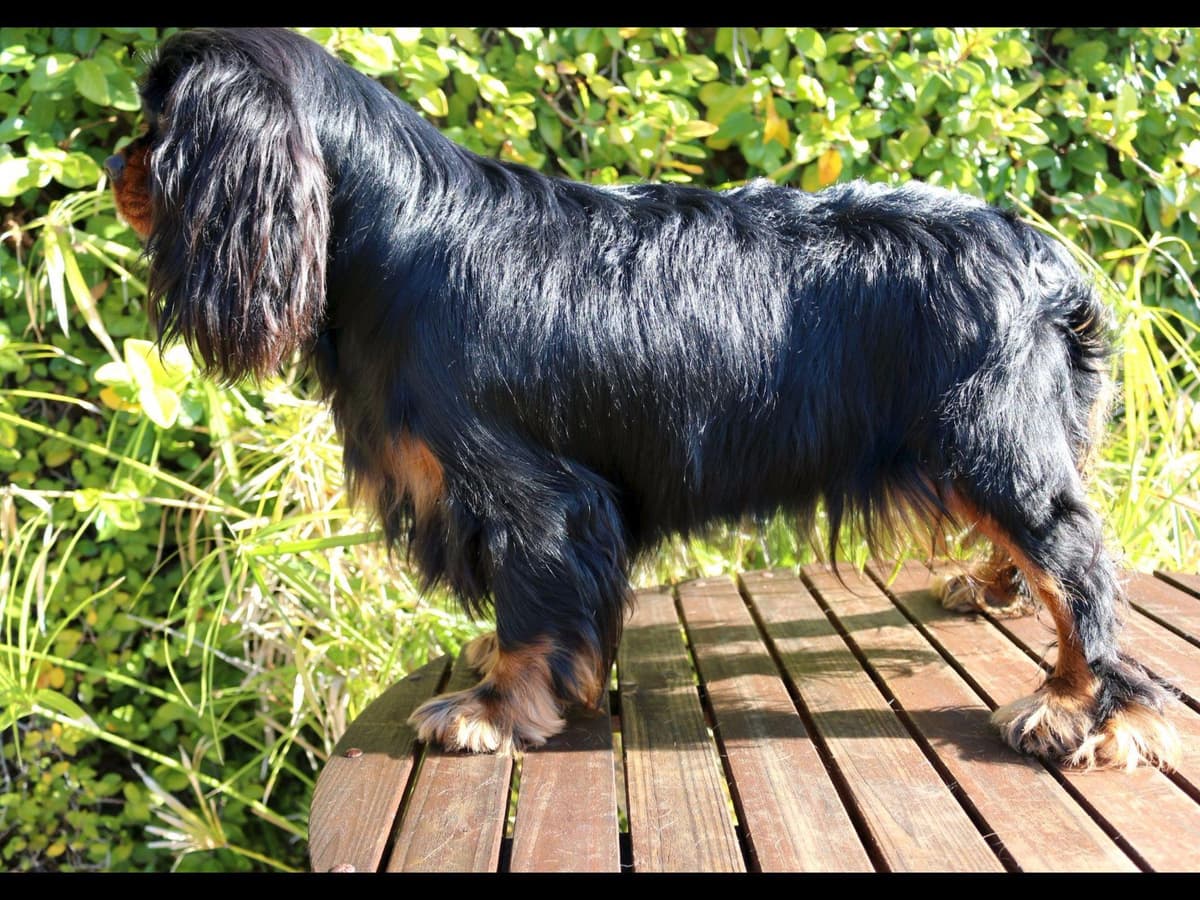 Cavalier King Charles Spaniel Puppies breeder image 22