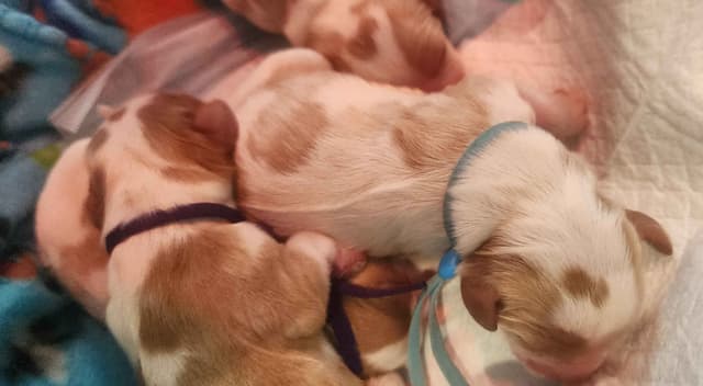 Cavalier King Charles Spaniel Puppies media 15