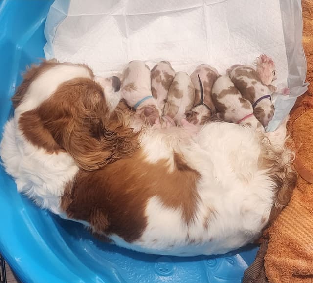 Cavalier King Charles Spaniel Puppies media 13