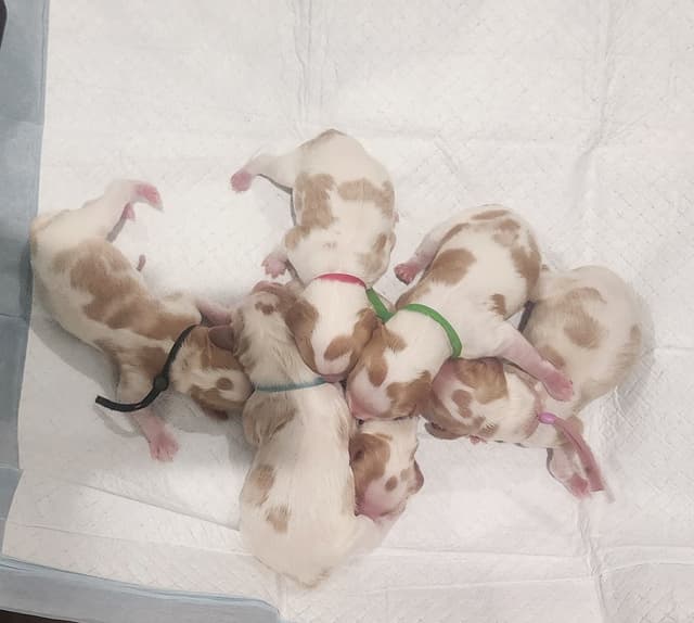 Cavalier King Charles Spaniel Puppies media 14