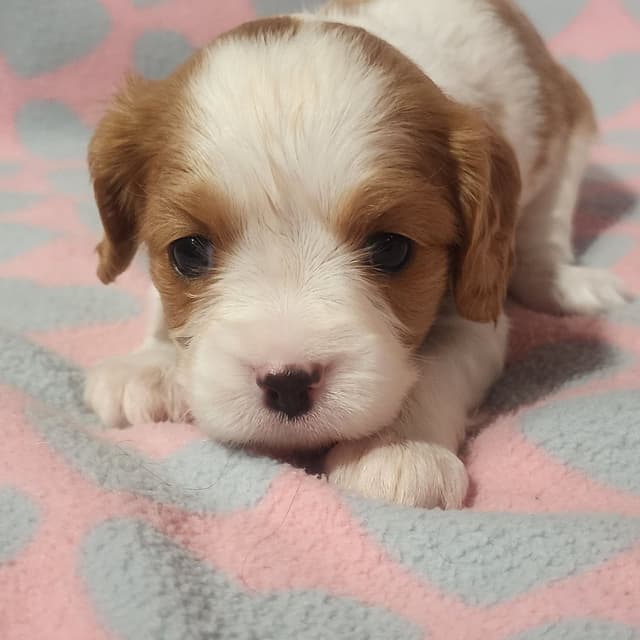Cavalier King Charles Spaniel Puppies media 3