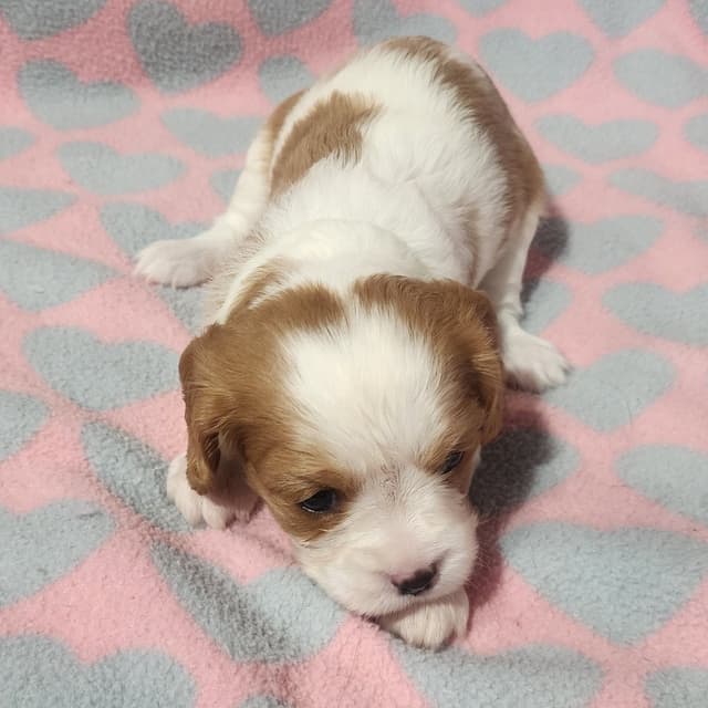 Cavalier King Charles Spaniel Puppies media 2