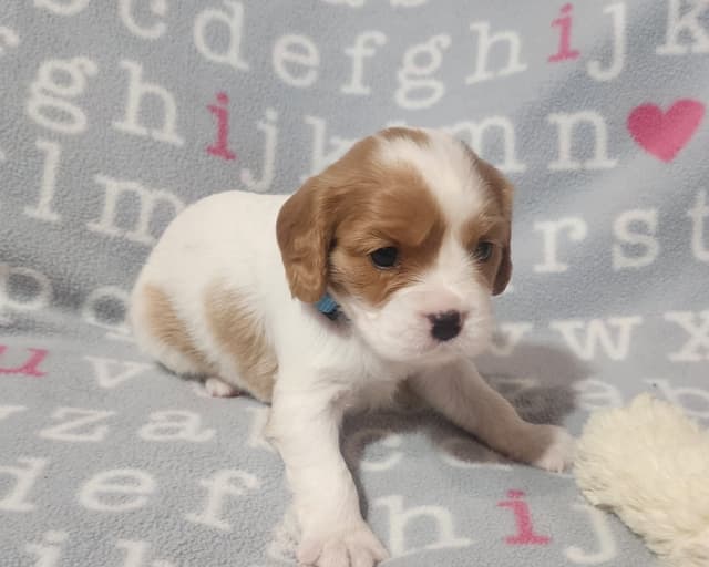 Cavalier King Charles Spaniel Puppies media 8
