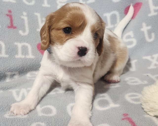 Cavalier King Charles Spaniel Puppies media 7