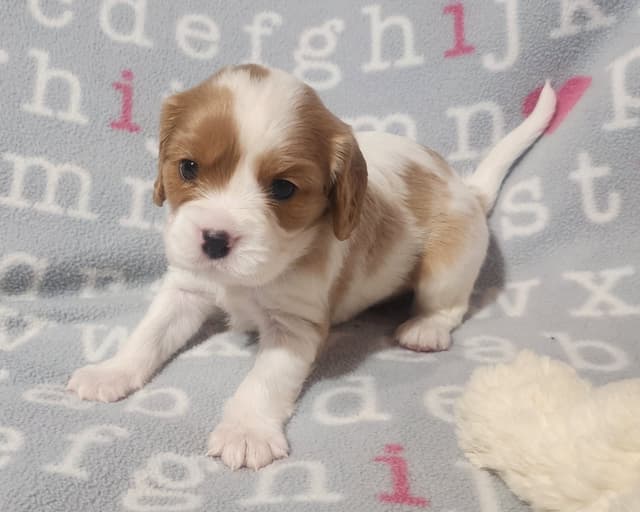 Cavalier King Charles Spaniel Puppies media 9