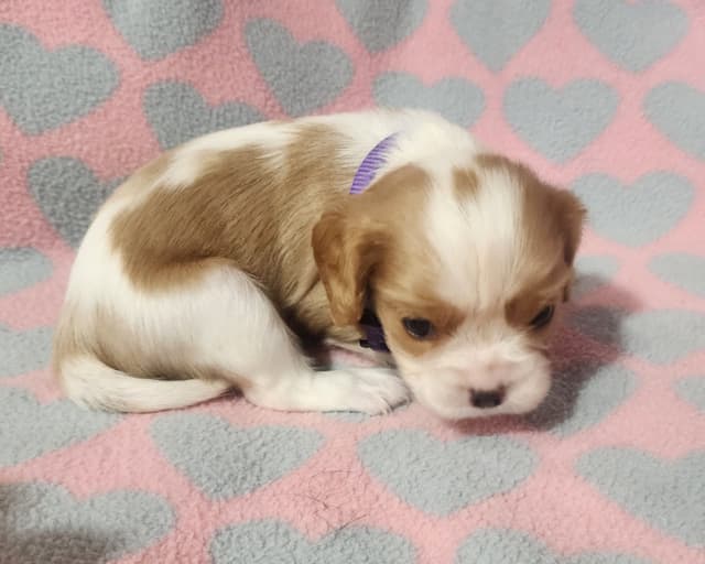 Cavalier King Charles Spaniel Puppies media 10