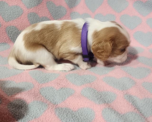 Cavalier King Charles Spaniel Puppies media 12