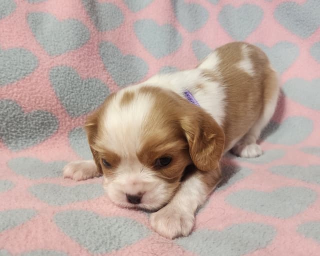 Cavalier King Charles Spaniel Puppies media 11