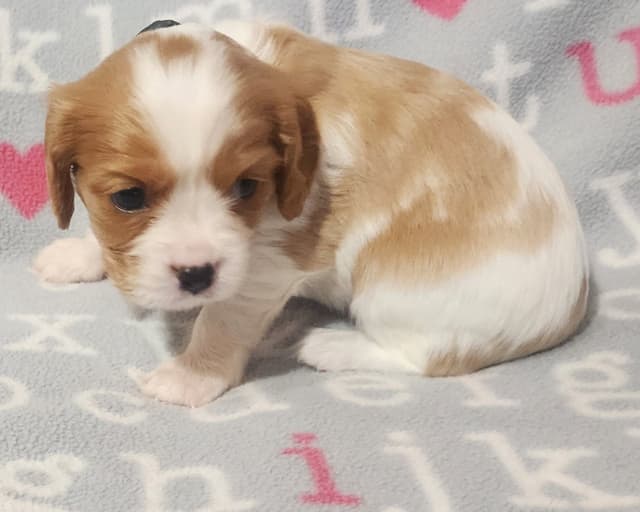Cavalier King Charles Spaniel Puppies media 6