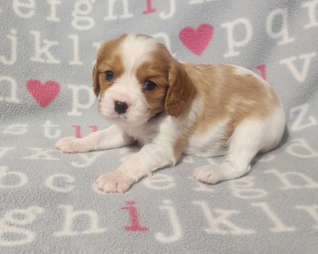Cavalier King Charles Spaniel Puppies media 4