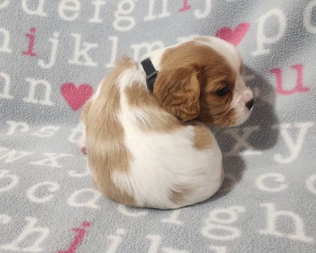 Cavalier King Charles Spaniel Puppies media 5