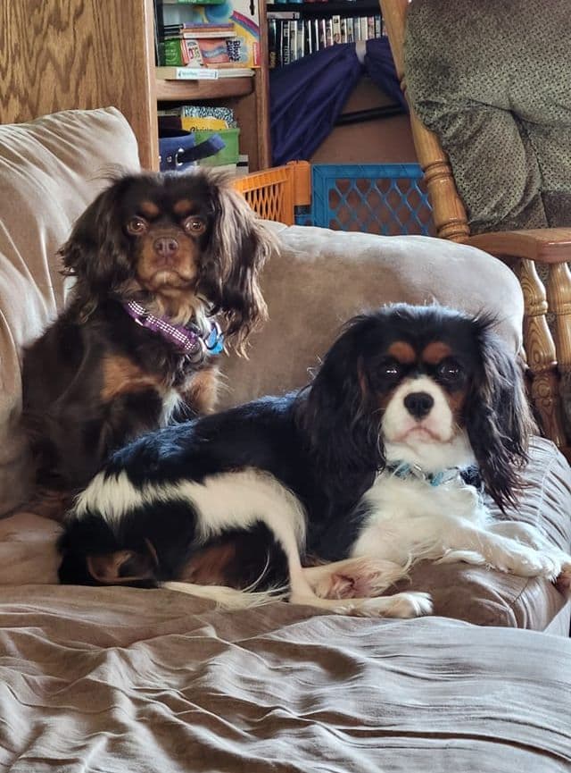 Cavalier King Charles Spaniel-Dominant Black KB, Chocolate Carriers breeder image 1