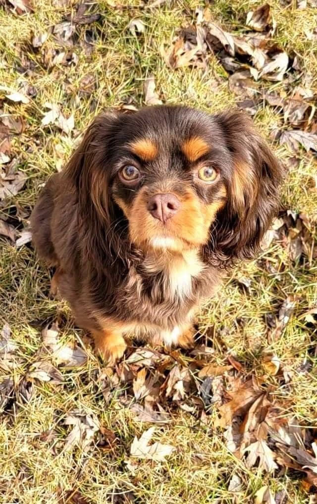 Cavalier King Charles Spaniel-Dominant Black KB, Chocolate Carriers breeder image 2