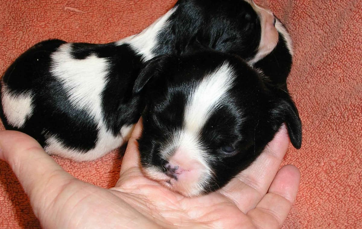 Cavalier King Charles Spaniel-Dominant Black KB, Chocolate Carriers breeder image 4