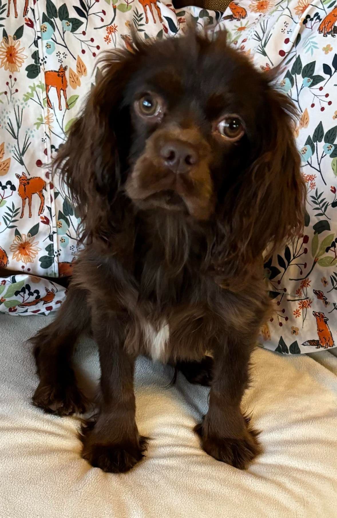 Cavalier King Charles Spaniel-Dominant Black KB, Chocolate Carriers breeder image 5