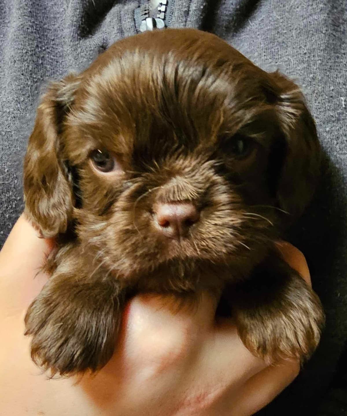 Cavalier King Charles Spaniel-Dominant Black KB, Chocolate Carriers breeder image 8