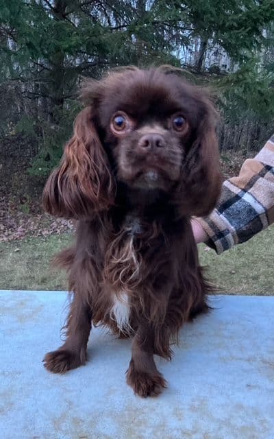 Cavalier King Charles Spaniel-Dominant Black KB, Chocolate Carriers breeder image 10